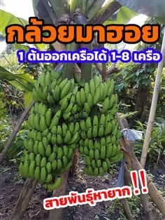 กล้วยมาฮอย 1ต้นมีเครือได้ 1-8 เครือในต้นเดียว