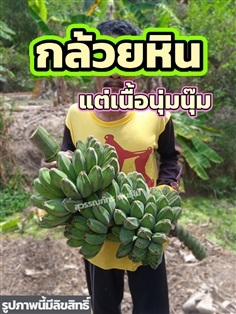 หน่อกล้วยหิน แต่เนื้อนุ๊มนุ่ม | สุวรรณภัทร พันธุ์ไม้ - แกลง ระยอง