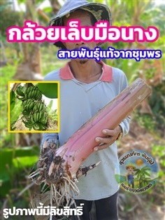 หน่อกล้วยเล็บมือนาง (3หน่อ/125บาท) | สุวรรณภัทร พันธุ์ไม้ - แกลง ระยอง