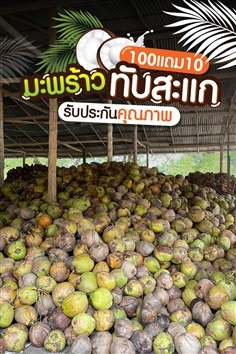 มะพร้าวแกง มะพร้าวคั้นกะทิ มะพร้าวทับสะแก | Pcp  coconut - ทับสะแก ประจวบคีรีขันธ์