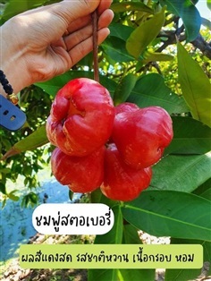 #ต้นพันธุ์แบบกิ่งตอน ชมพู่สตอเบอรี่ | Drenglish Garden มหาสารคาม - กันทรวิชัย มหาสารคาม