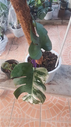 Monstera