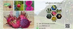 กิ่งพันธุ์แก้วมังกรมิเชลล์ Michelle (michelle dragon fruit)