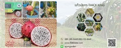 กิ่งพันธุ์แก้วมังกร Thick King ( Thick King dragon fruit)