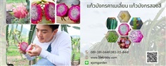 แก้วมังกรคาเมเลี่ยน Chameleon Dragon Fruit แก้วมังกรสองสี