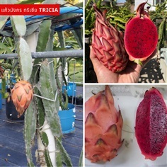 แก้วมังกรทริเซีย Tricia , Tricia dragon fruit