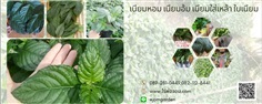 เนียมหอม เนียมอ้ม เนียมใส่เหล้า ใบเนียม ใช้ดองเหล้า | สวนแก้วมังกร ไร่พ่อจอม - ด่านซ้าย เลย