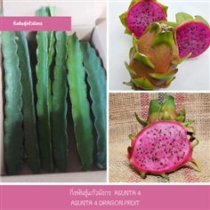 แก้วมังกร Asunta 4 ,แก้วมังกร Asunta 4 Dragon Fruit