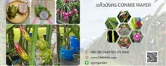 กิ่งพันธุ์แก้วมังกร Connie mayer (Connie mayer dragon fruit)