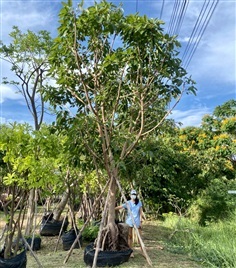 มหาโชค | มีบุญปลูก - ศรีประจันต์ สุพรรณบุรี