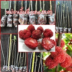 หม่อนลิ้นจี่ che fruit