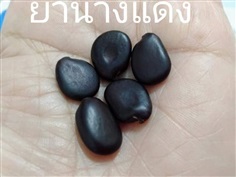 ย่านางแดง 