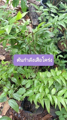 ต้นกำลังเสือโคร่ง | โชค พันธุ์ไม้ - เมืองปราจีนบุรี ปราจีนบุรี