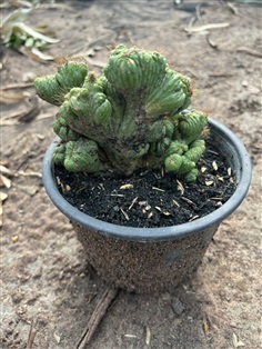 กระบองเพชร หยกนำโชค หยกนำโชคแคคตัส Lophophora cactus | Alungkarn - เมืองราชบุรี ราชบุรี