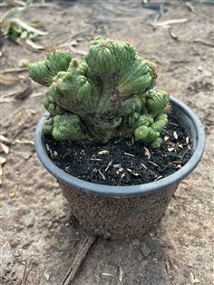 กระบองเพชร หยกนำโชค หยกนำโชคแคคตัส Lophophora cactus