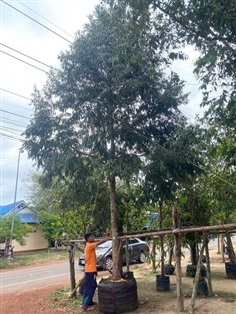 ต้นบุนนาค ขนาด 8 นิ้ว สูง 8 เมตร 