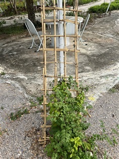 บันไดไม้เรื้อย 2 เมตร เสาไม้เลื้อย ไม้รวก ivy ladder