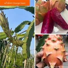 Orange Giant ,Giant orange dragon fruit ต้นแก้วมังกรสีส้ม แก