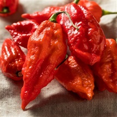 เมล็ดพันธุ์พริกปีศาจ Ghost pepper (Bhut jolokia) 30 เมล็ด | ปางดอยฟาร์ม - เมืองแม่ฮ่องสอน แม่ฮ่องสอน