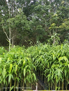 พันธุ์ไผ่ตงอินโดจีน