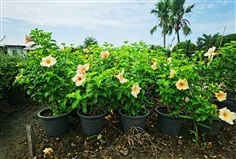บานบุรี ดอกส้ม กระถาง 11 นิ้ว พุ่ม  สูงประมาณ60-80 cm 