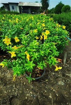 บานบุรีแคระ ดอกเหลือง กระถาง 11 นิ้ว พุ่ม  สูงประมาณ40-50 cm