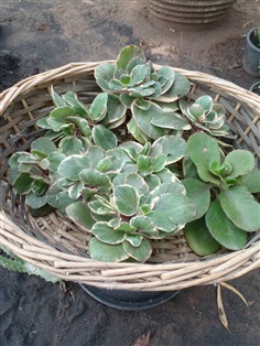 กุหลาบหิน Kalanchoe ไม้พุ่ม ไม้อวบน้ำ | Alungkarn - เมืองราชบุรี ราชบุรี