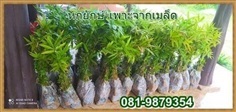 ไผ่หกยักษ์ | ไผ่ซางเงิน - งาว ลำปาง