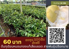 ขายต้นทุเรียนหมอนทองเสียบยอดแท้ สูง 40 เซนต้นละ 60 บาทยกชุด