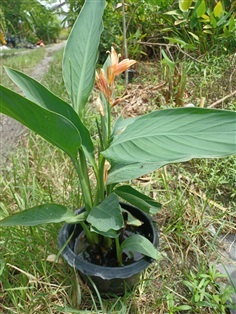 พุทธรักษา Canna Lily ไม้มงคล 