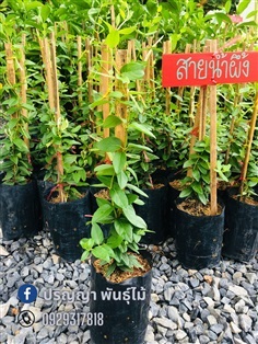 ต้นสายน้ำผึ้ง | green space (online) - เมืองปราจีนบุรี ปราจีนบุรี