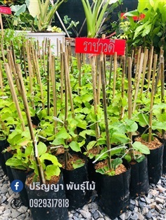 ราชาวดี | green space (online) - เมืองปราจีนบุรี ปราจีนบุรี