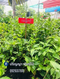 กรรณิการ์ | green space (online) - เมืองปราจีนบุรี ปราจีนบุรี