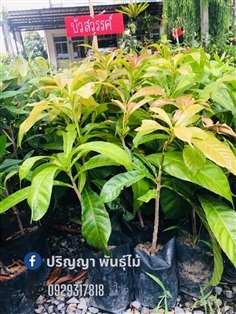 บัวสวรรค์ | green space (online) - เมืองปราจีนบุรี ปราจีนบุรี