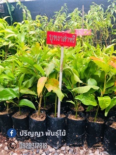 บุหงาส่าหรี | green space (online) - เมืองปราจีนบุรี ปราจีนบุรี