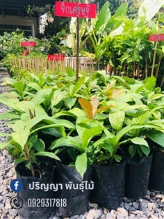 จิกเศรษฐี | green space (online) - เมืองปราจีนบุรี ปราจีนบุรี