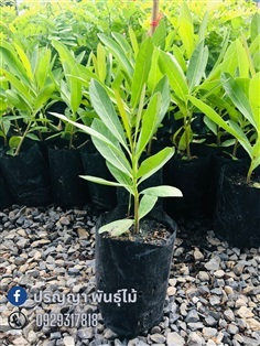 เหลืองปรีดียาธร | green space (online) - เมืองปราจีนบุรี ปราจีนบุรี