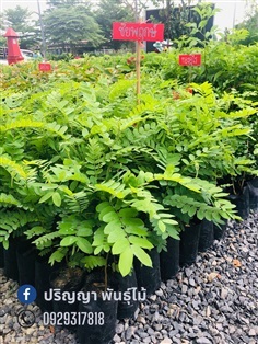 ชัยพฤกษ์ | green space (online) - เมืองปราจีนบุรี ปราจีนบุรี