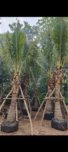 มะพร้าวน้ำหอม เชียงใหม่ | สวนแสนปัญญา1 - แม่ออน เชียงใหม่