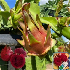 แก้วมังกรแดงอิสราเอล Red Israel Dragon Fruit | สวนแก้วมังกร ไร่พ่อจอม - ด่านซ้าย เลย