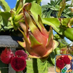 แก้วมังกรแดงอิสราเอล Red Israel Dragon Fruit