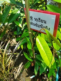 ต้นทุเรียนมูซังคิง สายพันธุ์นำเข้าทนโรค ปลูกง่าย ราคาดี 