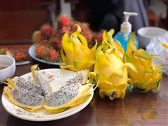 Yellow Israel Dragon Fruit ต้นพันธุ์แก้วมังกรอิสราเอล ลูกใหญ