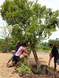 ย้ายต้นไม้ บริการย้ายต้นไม้  | จรูญศักดิ์0404 พันธุ์ไม้ - บางพลี สมุทรปราการ