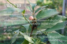 เขยตาย | นิสิตพันธุ์ไม้ - ปากช่อง นครราชสีมา