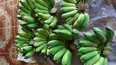 กล้วยน้ำหว้า สำหรับรับประทาน ราคาหวีละ 39 บาท  กล้วยสดจากสวน
