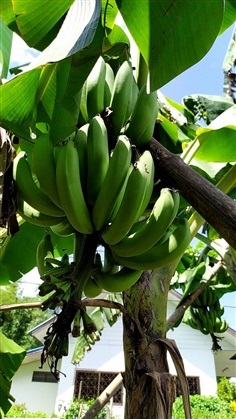 กล้วยหอมทอง สำหรับรับประทาน ราคาหวีละ 49 บาท  กล้วยสดจากสวน