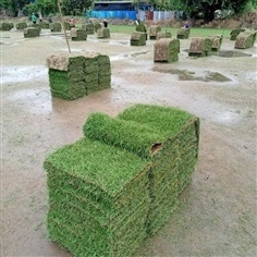บริการปูหญ้า รับปูหญ้า  | สมพงศ์ฟาร์ม - เมืองตรัง ตรัง