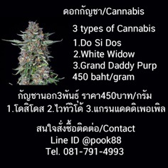 กัญชา cannabis weed marijuana