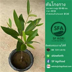 ต้นโกงกาง | SF Agrifood - คลองหลวง ปทุมธานี